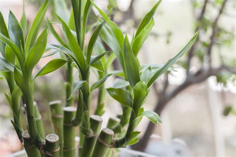 招財樹 風水|風水植物｜不只富貴竹！7款招財/招桃花植物推介+不 